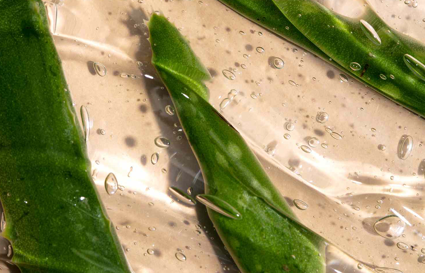 anthurium luxurians x Anthurium radicans x luxurians – The Groovy Plants Ranch LLC main image 0