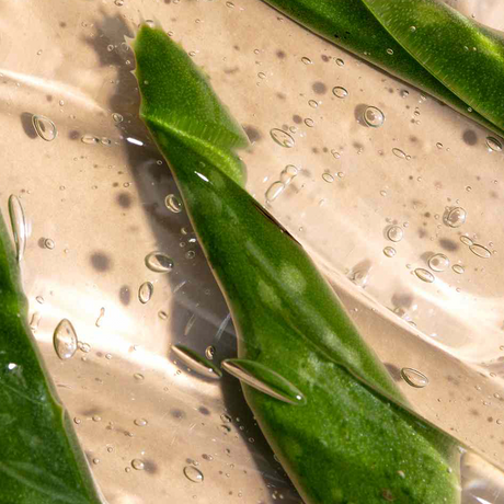 flat lay of aloe vera used for hair regrowth