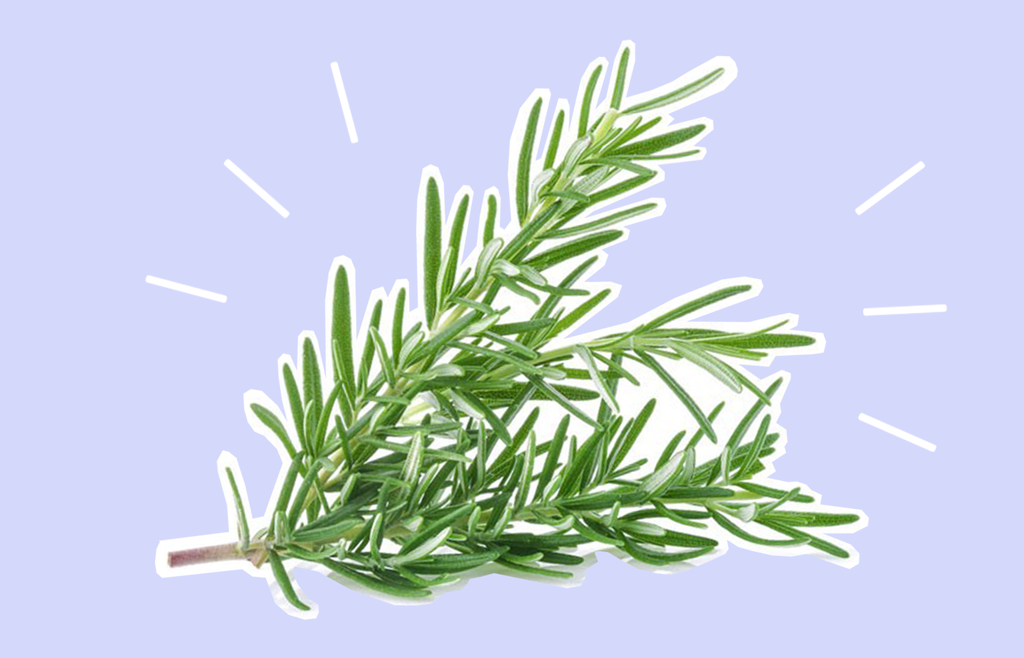 Rosemary Oil for Hair Growth Sitting Pretty